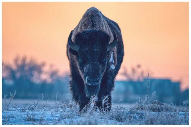Buffalo Sunrise