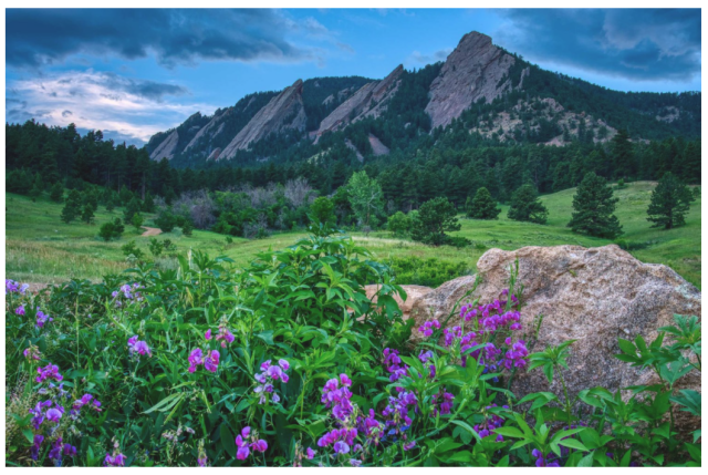 Flatiron Flowers
